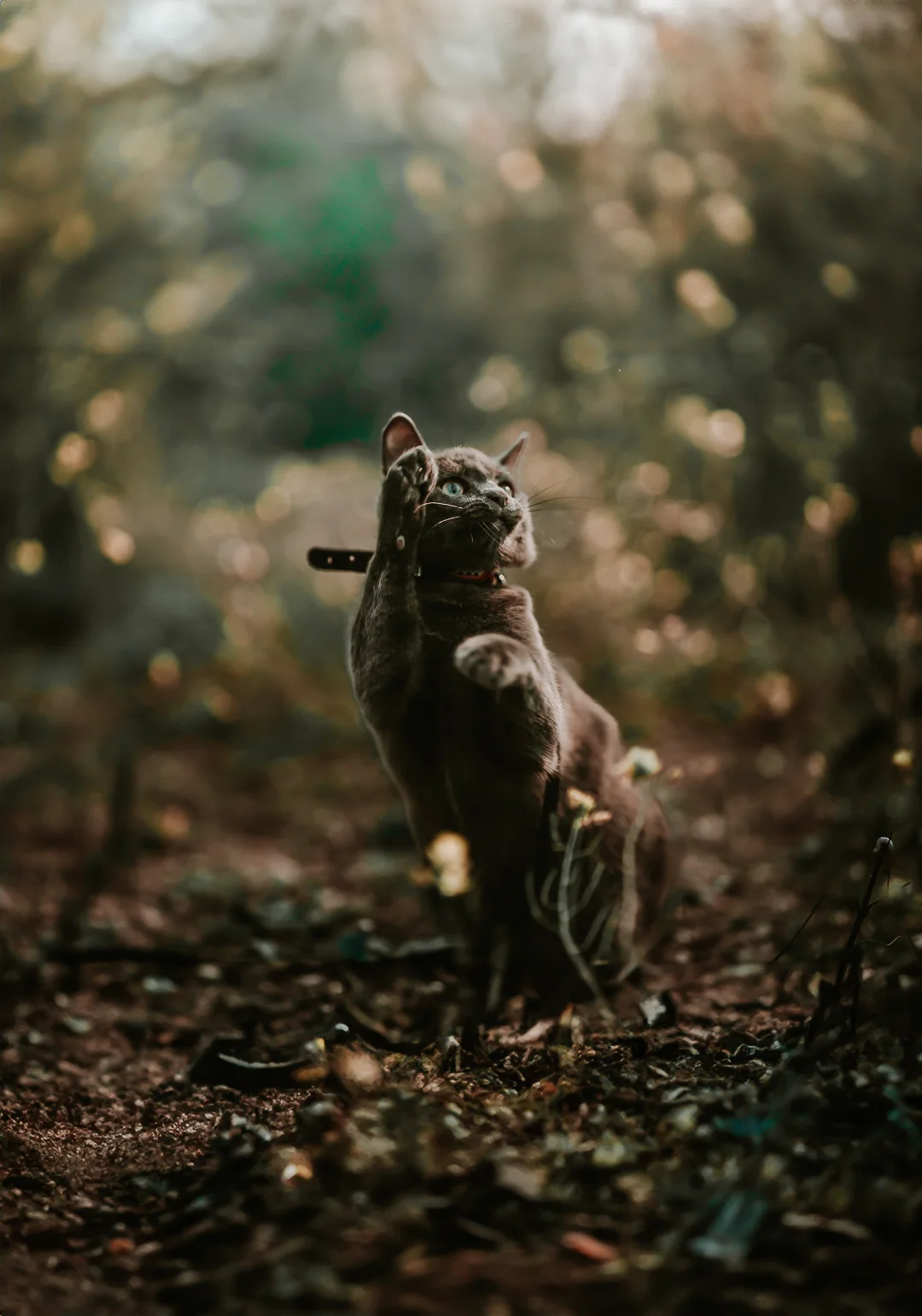 Chat portrait en pleine nature — photographe chat Aix-en-Provence