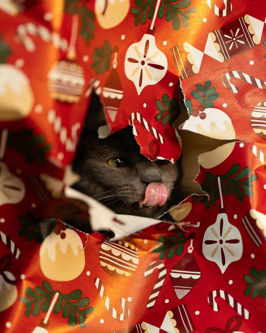 Chat curieux en séance photo — Strioscopie