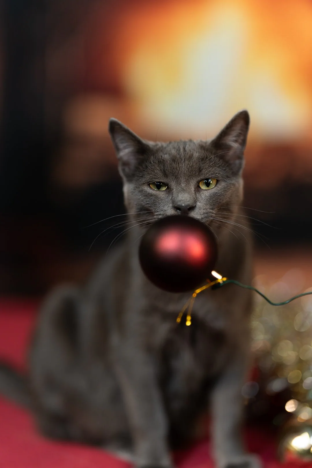 Chat élégant portrait professionnel — photographe chat Aix-en-Provence