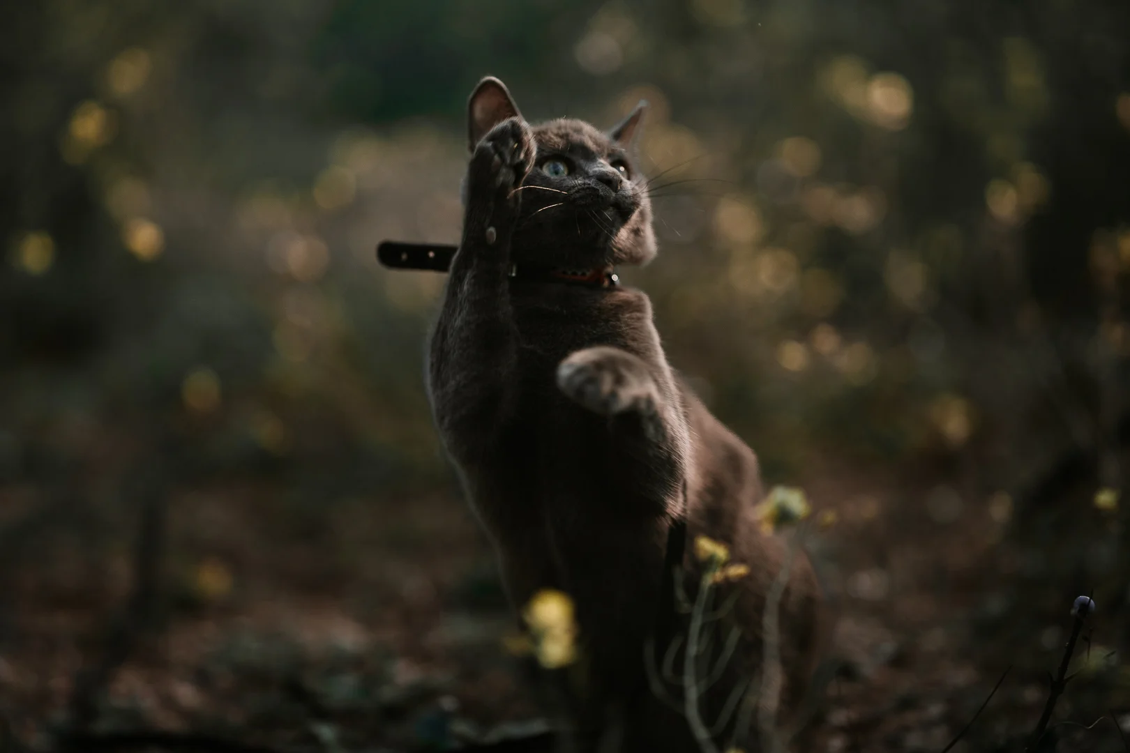 Edgard, chat photographié à Pertuis par Strioscopie