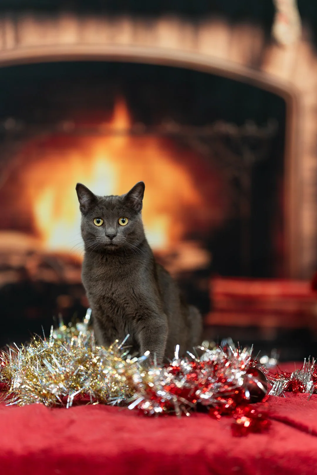 Chat portrait festif de Noël — Strioscopie