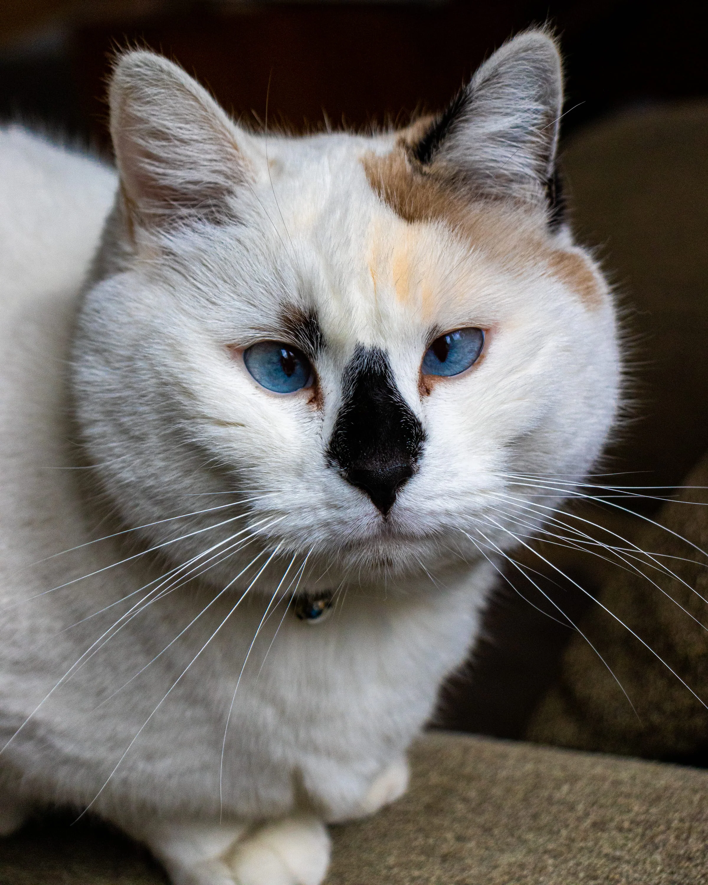 Lou, chat portrait naturel — photographe chat Aix-en-Provence