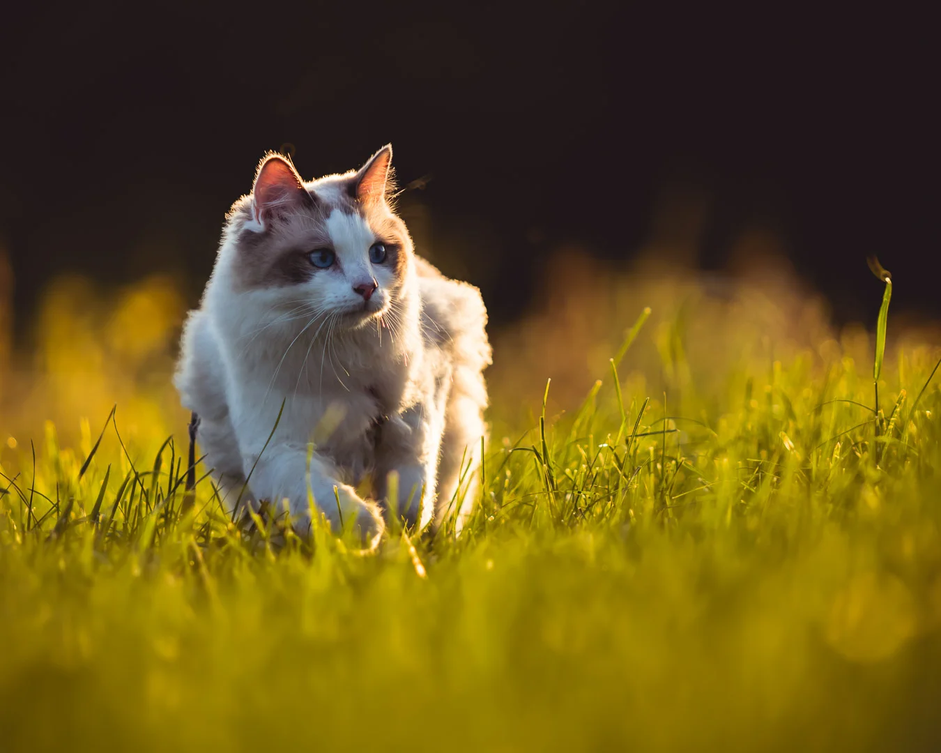 Photographe Chat — Strioscopie photographe animalier Aix-en-Provence