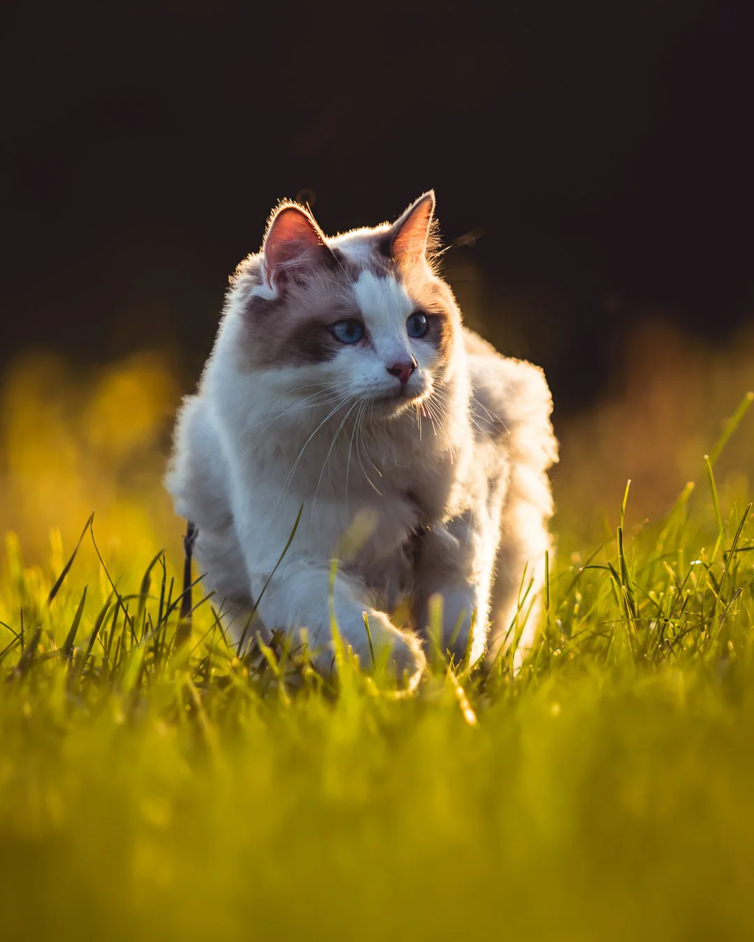 Portrait de Timon, ragdoll aux yeux bleus — Strioscopie Pertuis