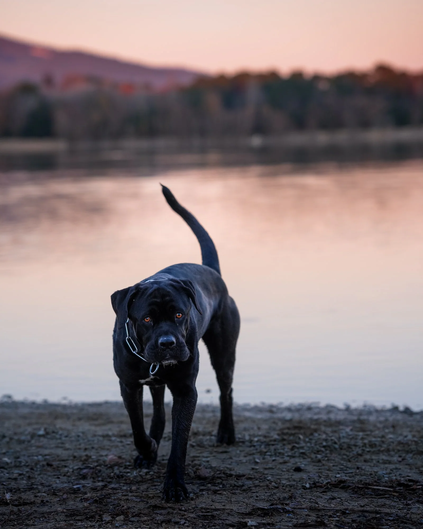 Cane corso regard puissant — Strioscopie photographe animalier