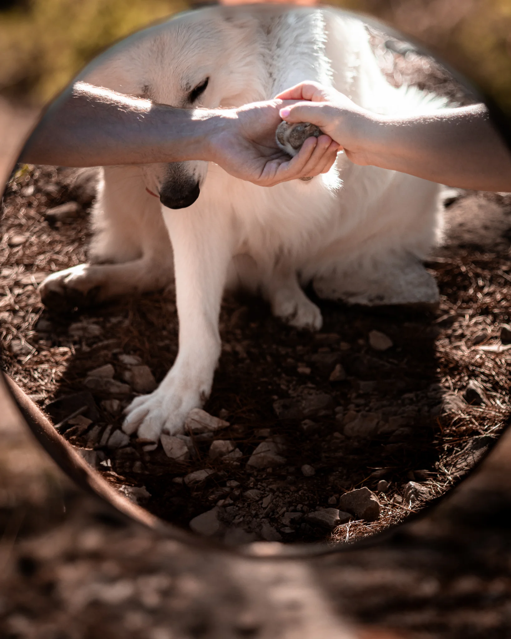 Berger blanc suisse patte miroir — Strioscopie photographe animalier