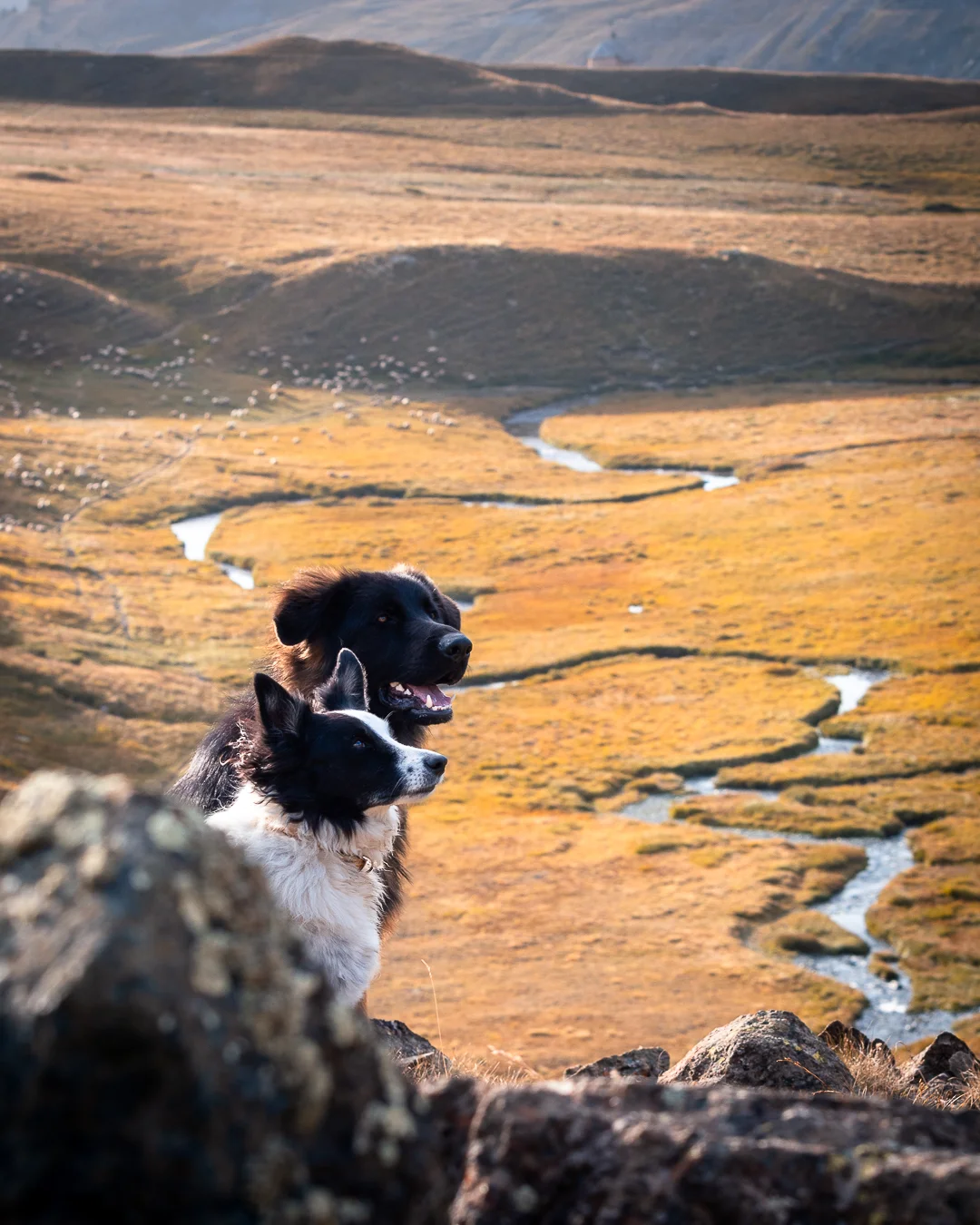 Border collie et berger allemand au coucher de soleil — Strioscopie Pertuis