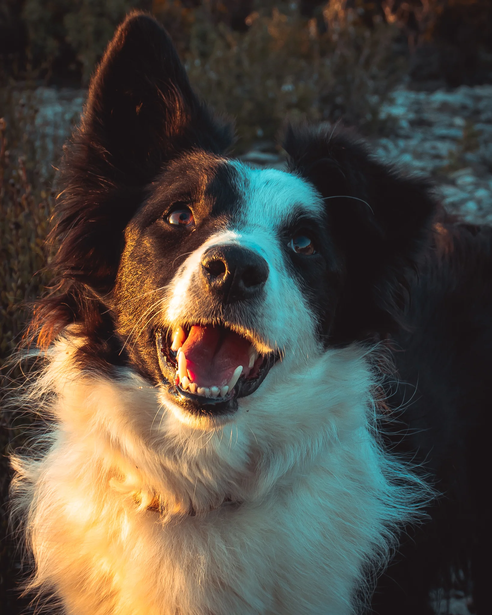Border collie portrait coucher de soleil — photographe chien Pertuis