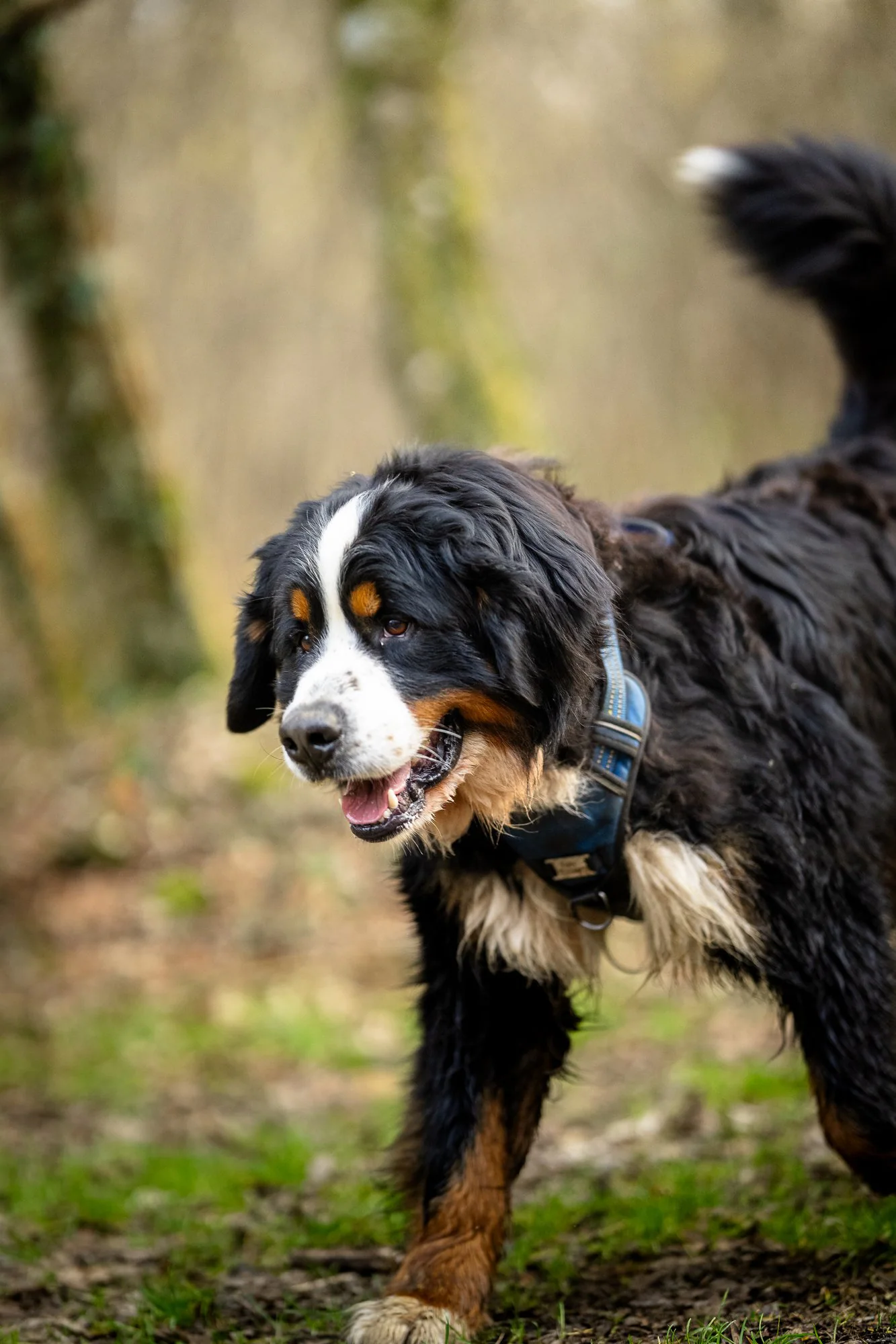Portrait bouvier bernois — Strioscopie photographe animalier