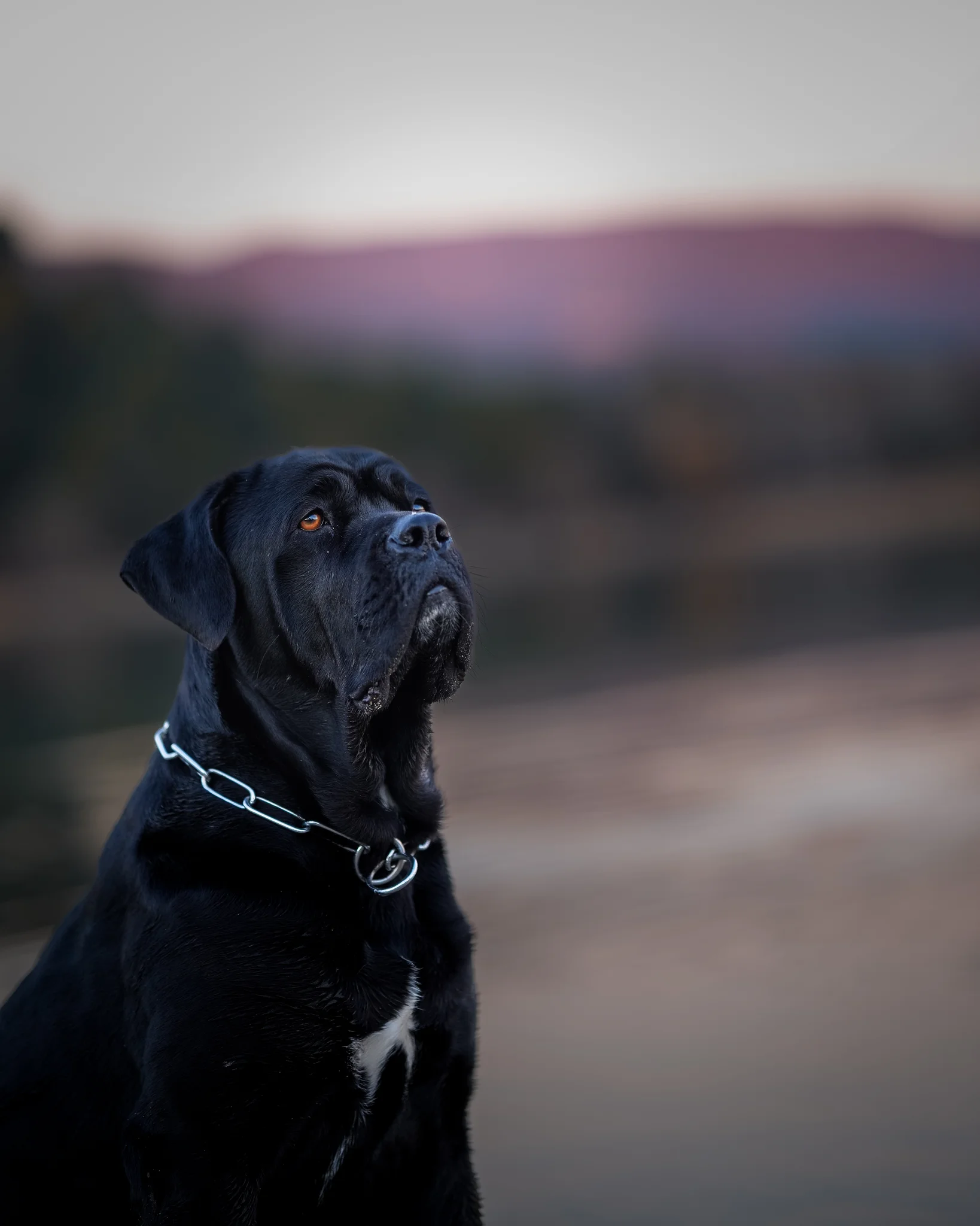 Cane corso noir portrait rapproché lac — Strioscopie