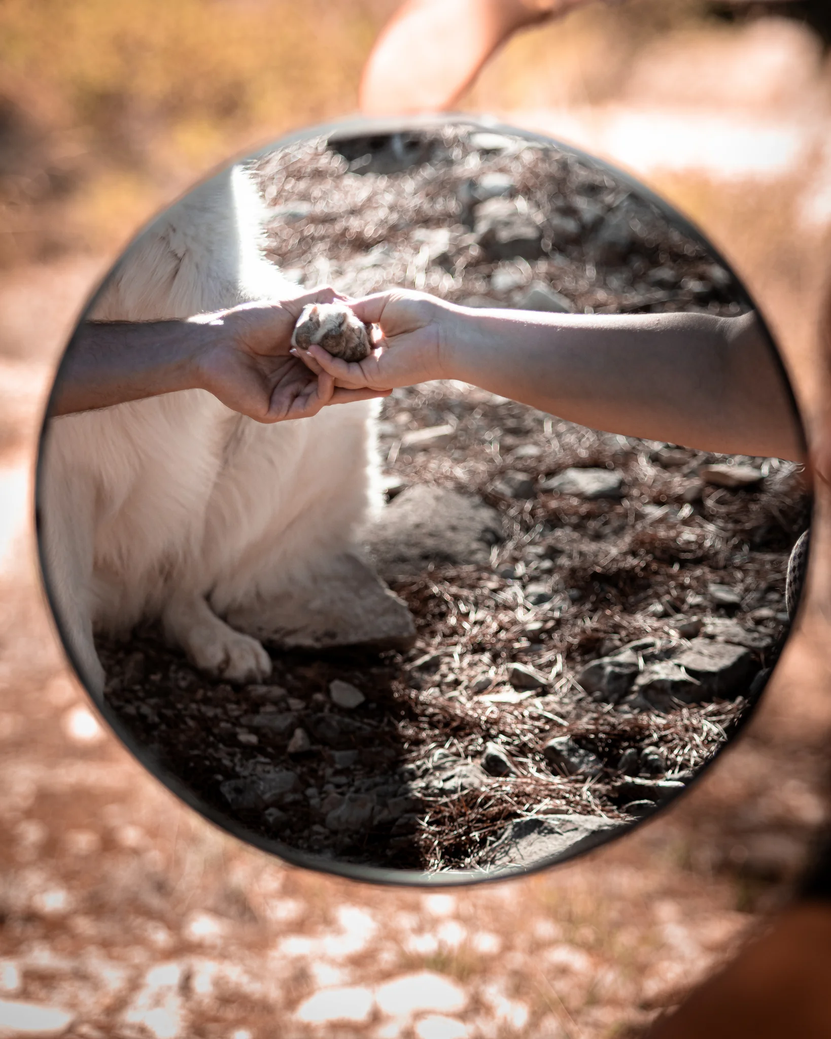 Chien blanc patte miroir — photographe chien Provence