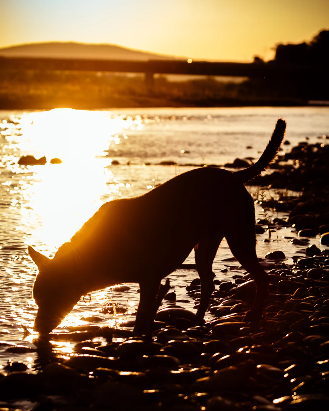 Chien contre-jour coucher de soleil — photographe chien Provence