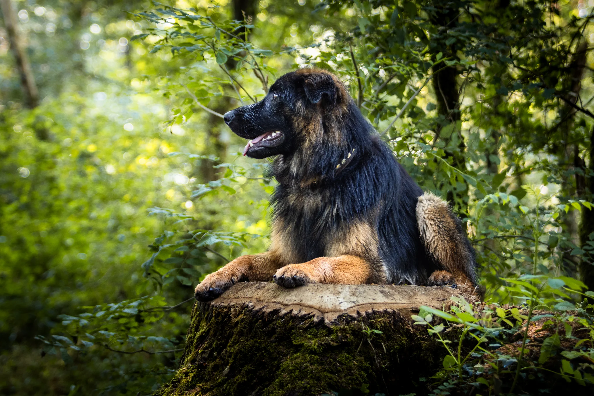 Chien en forêt colorée — photographe chien Aix-en-Provence