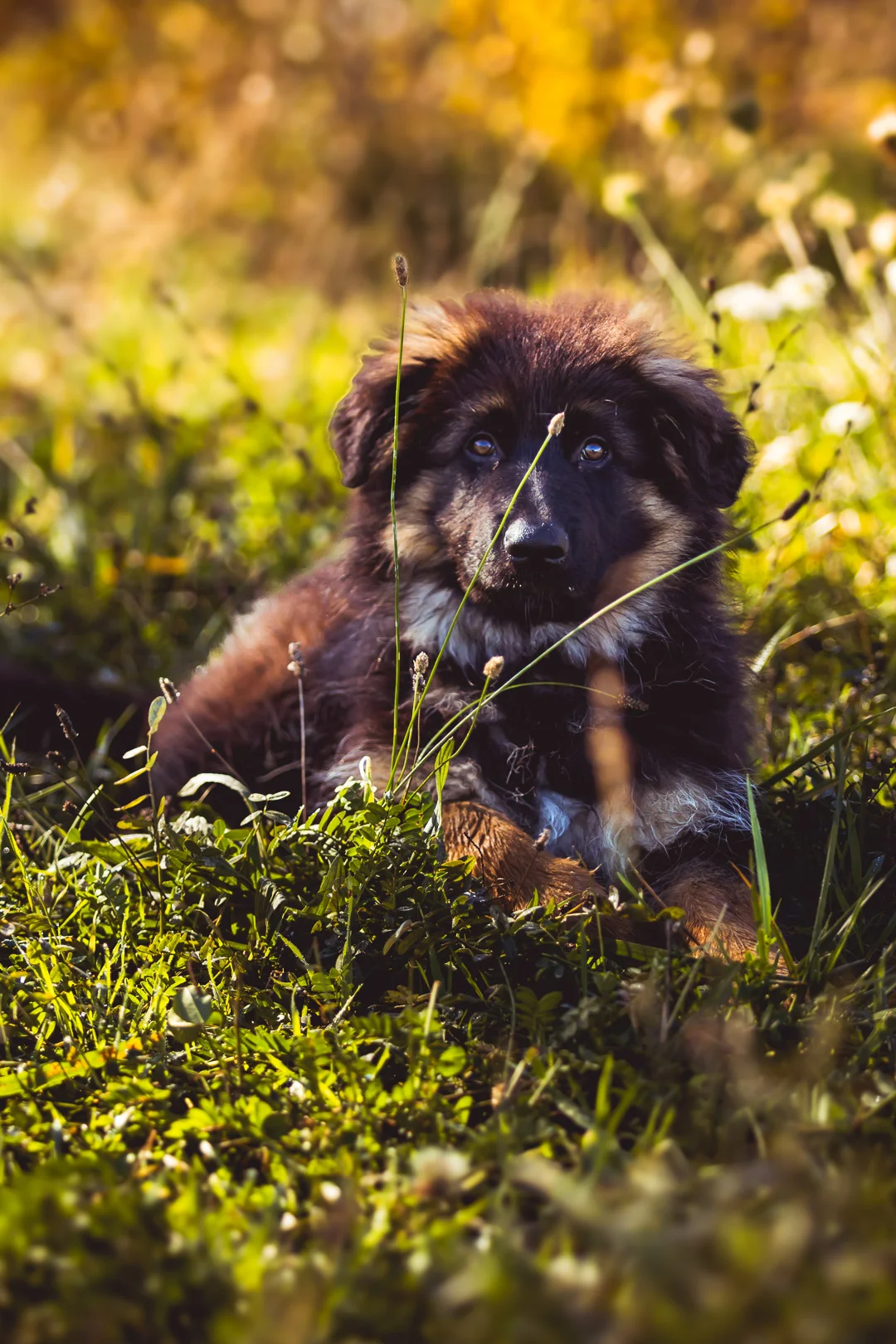 Chiot portrait dans l'herbe — photographe chien Aix-en-Provence