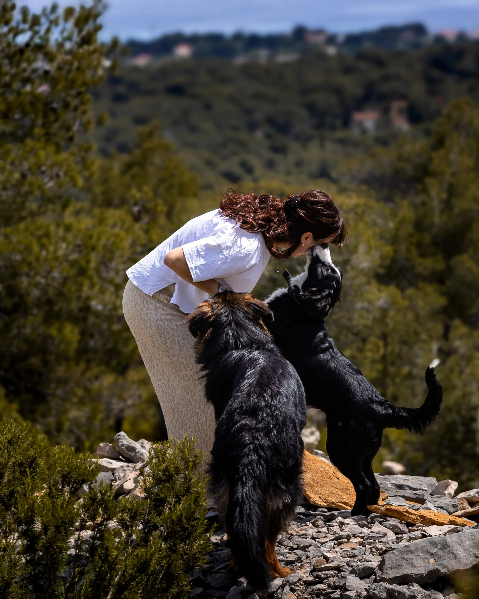 Border collie regard intense — photographe animalier Aix-en-Provence