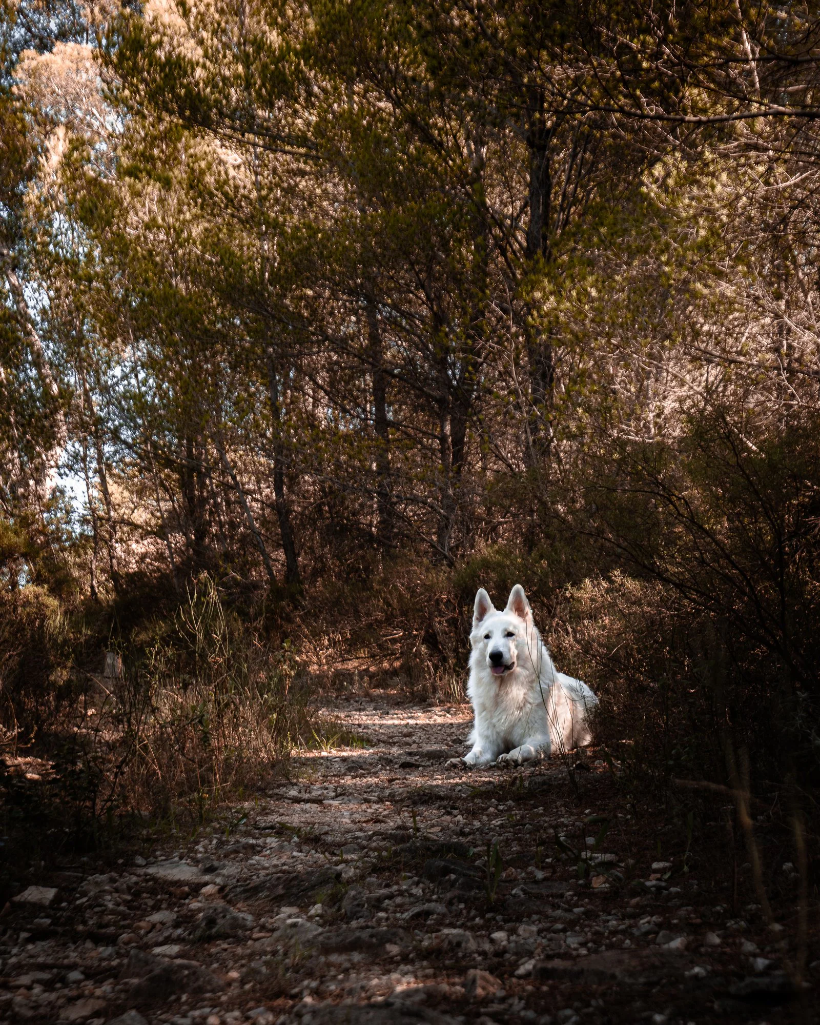 Loki, berger blanc suisse portrait — photographe chien Provence