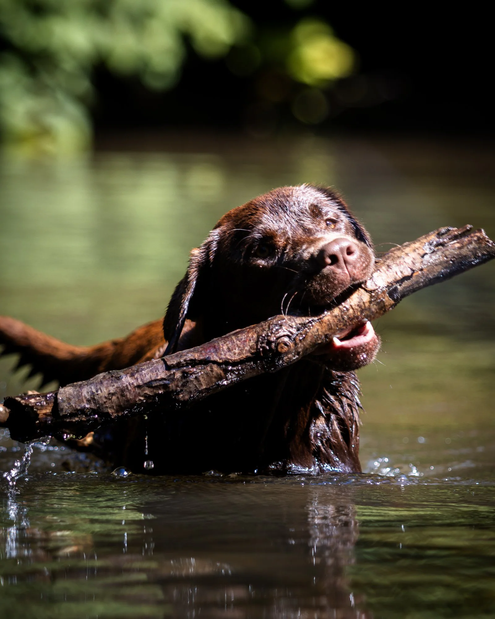 Labrador chocolat portrait séance — photographe chien Aix