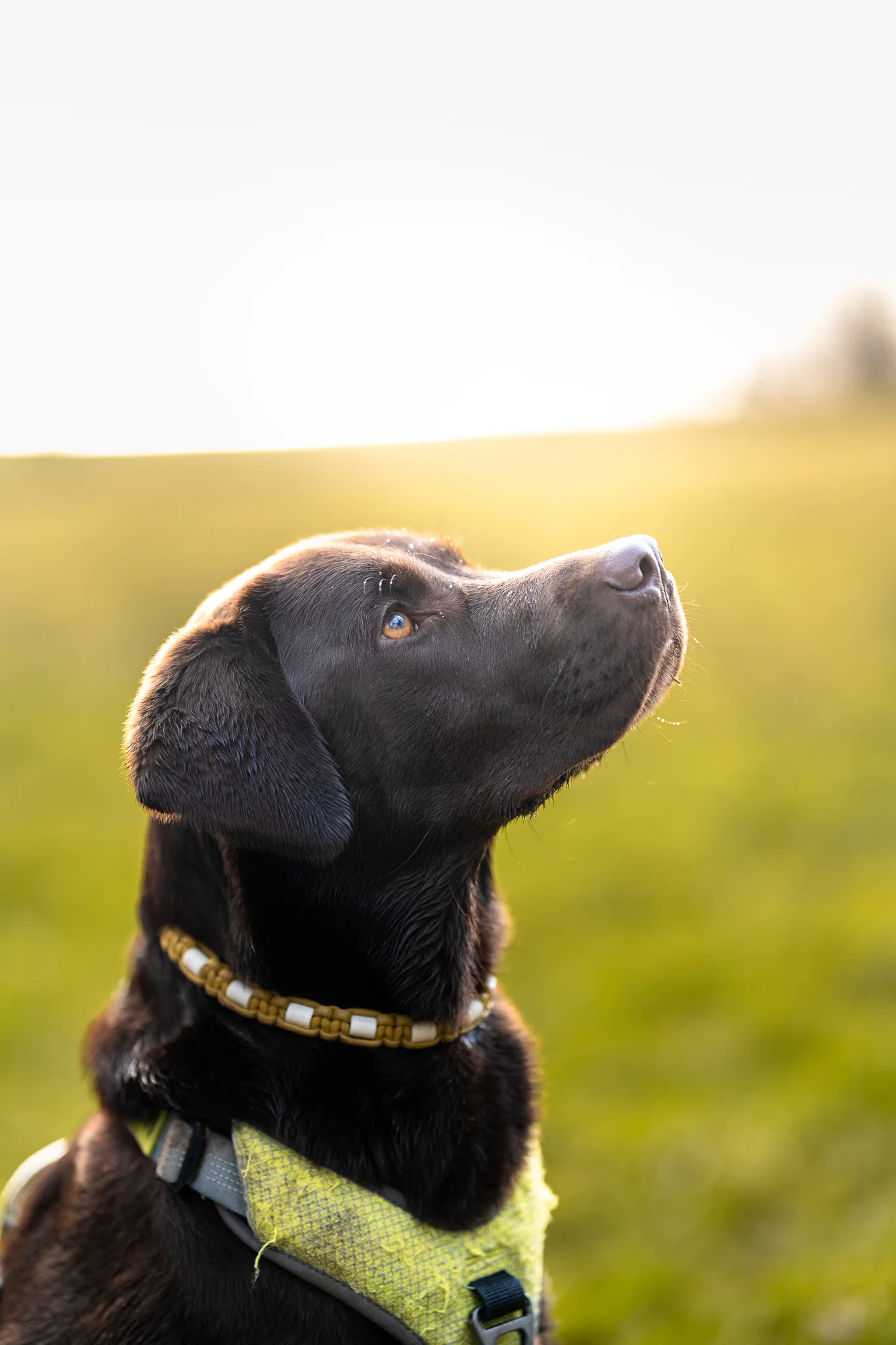 Photographe Chien — Strioscopie photographe animalier Aix-en-Provence