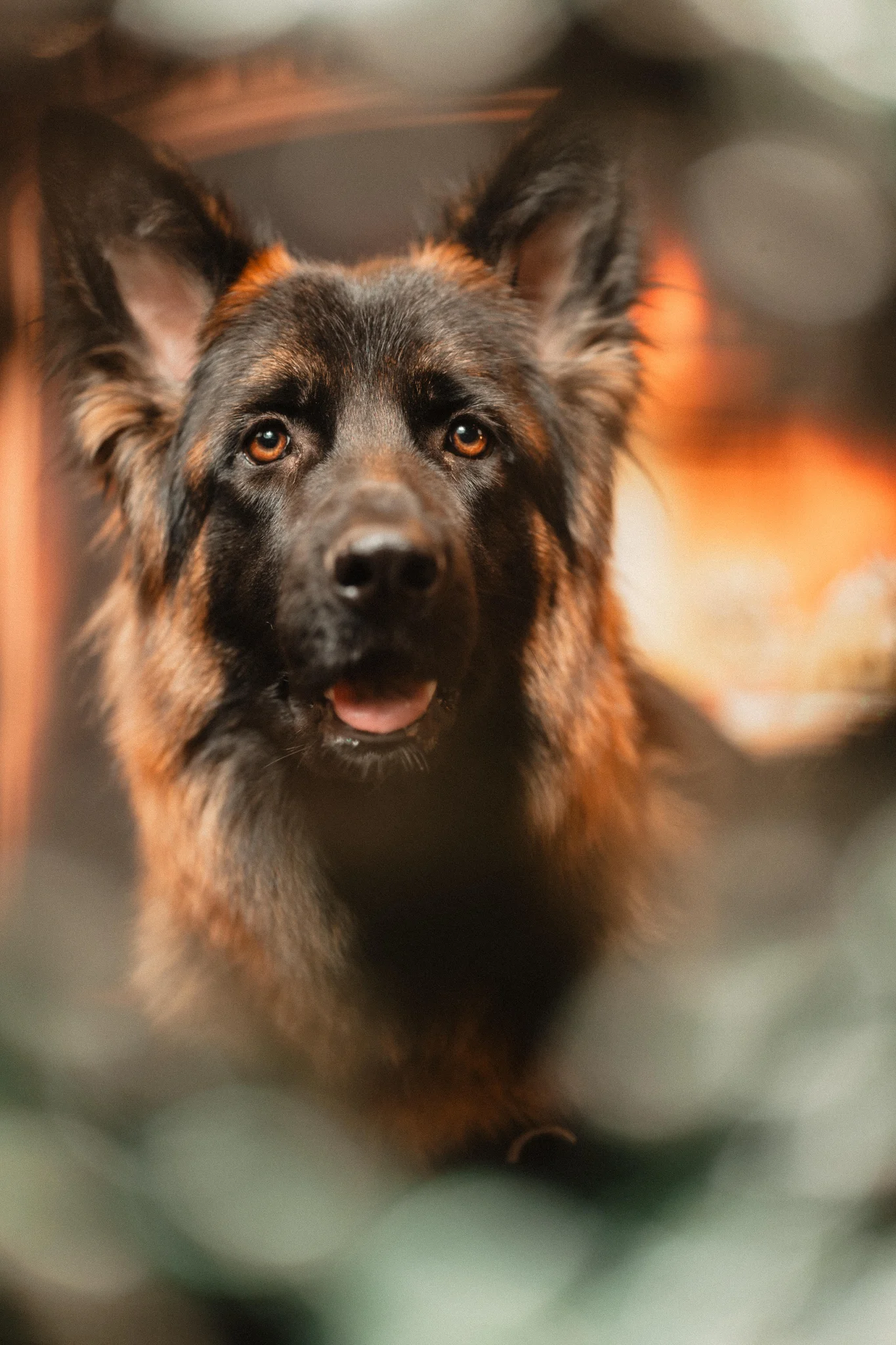 Portrait chien haute résolution MaxiZoo — Strioscopie