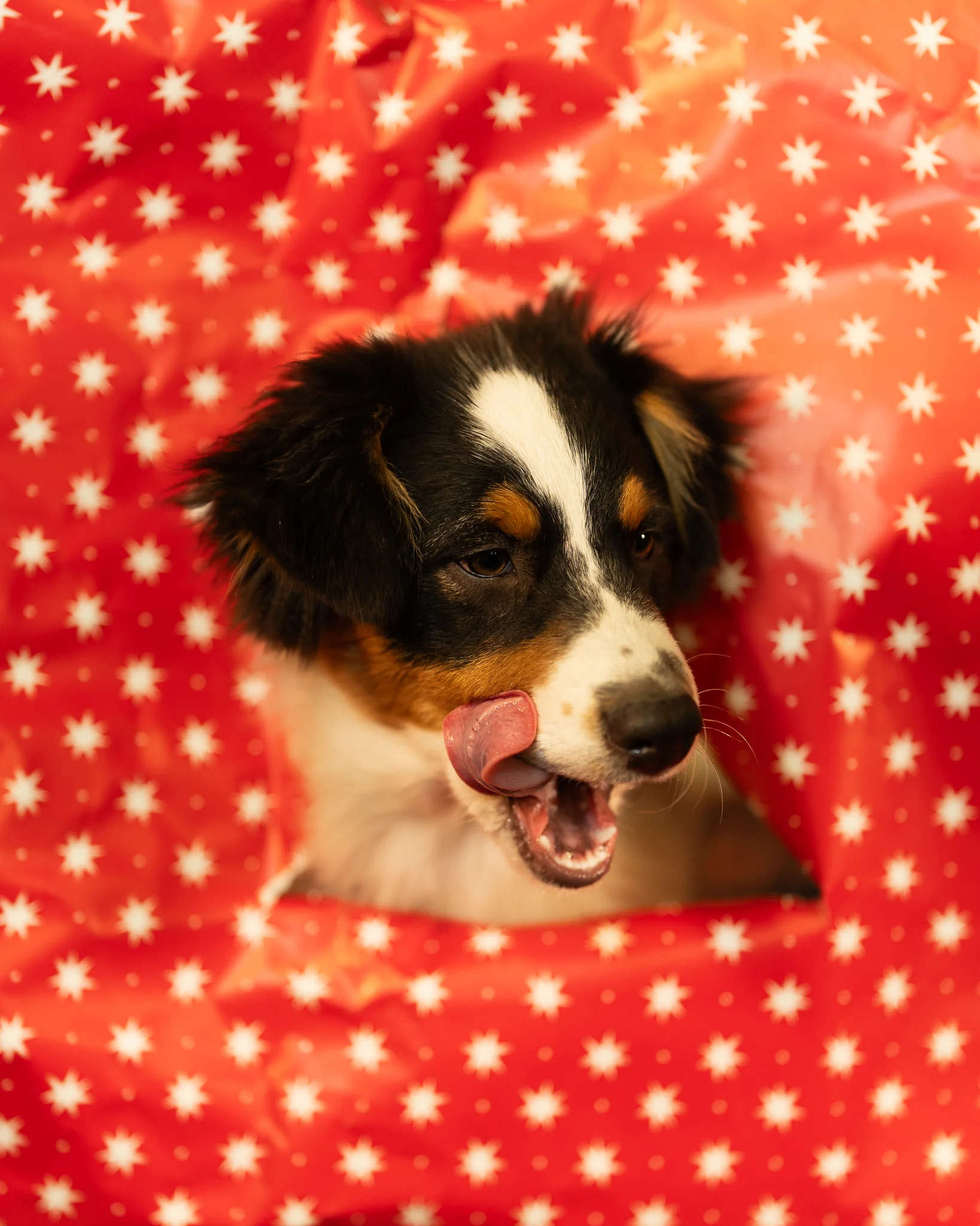 Séance chien MaxiZoo lumière naturelle — photographe animalier PACA