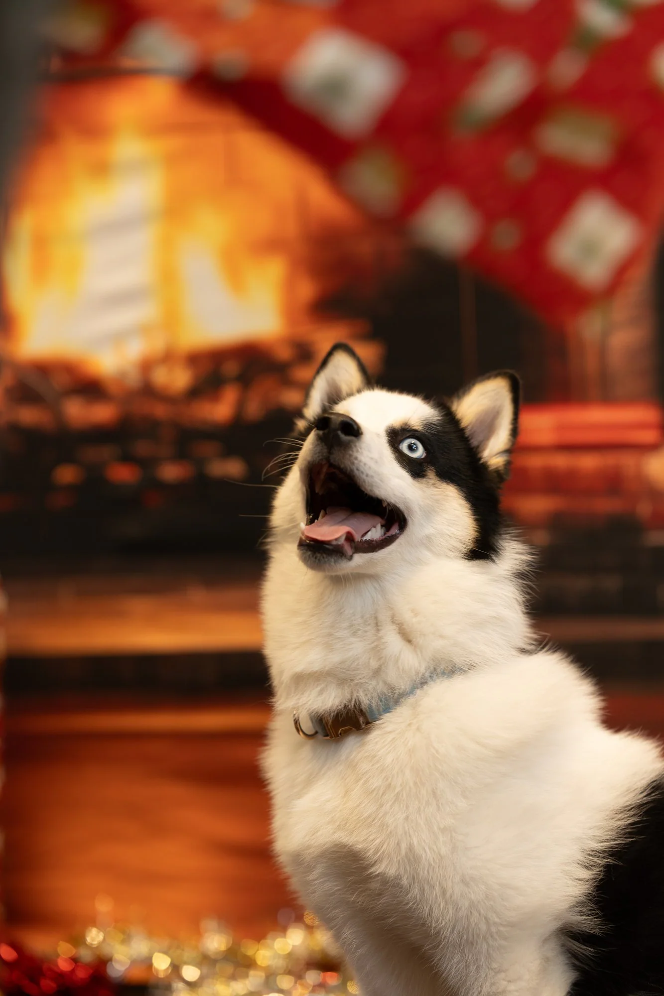 Chien portrait de Noël — photographe animalier Pertuis