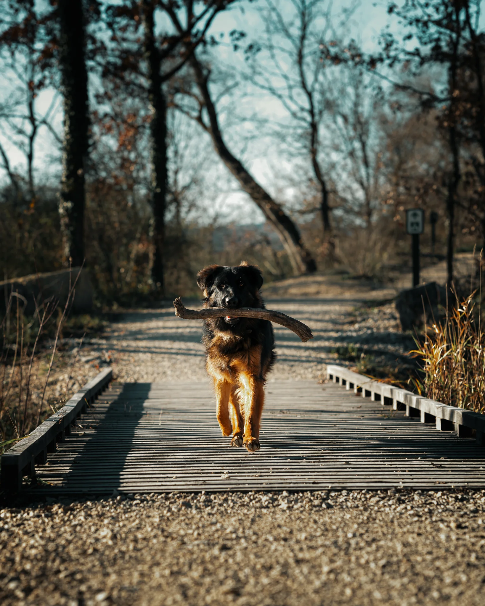 Portrait chien lumière naturelle — photographe animalier Pertuis