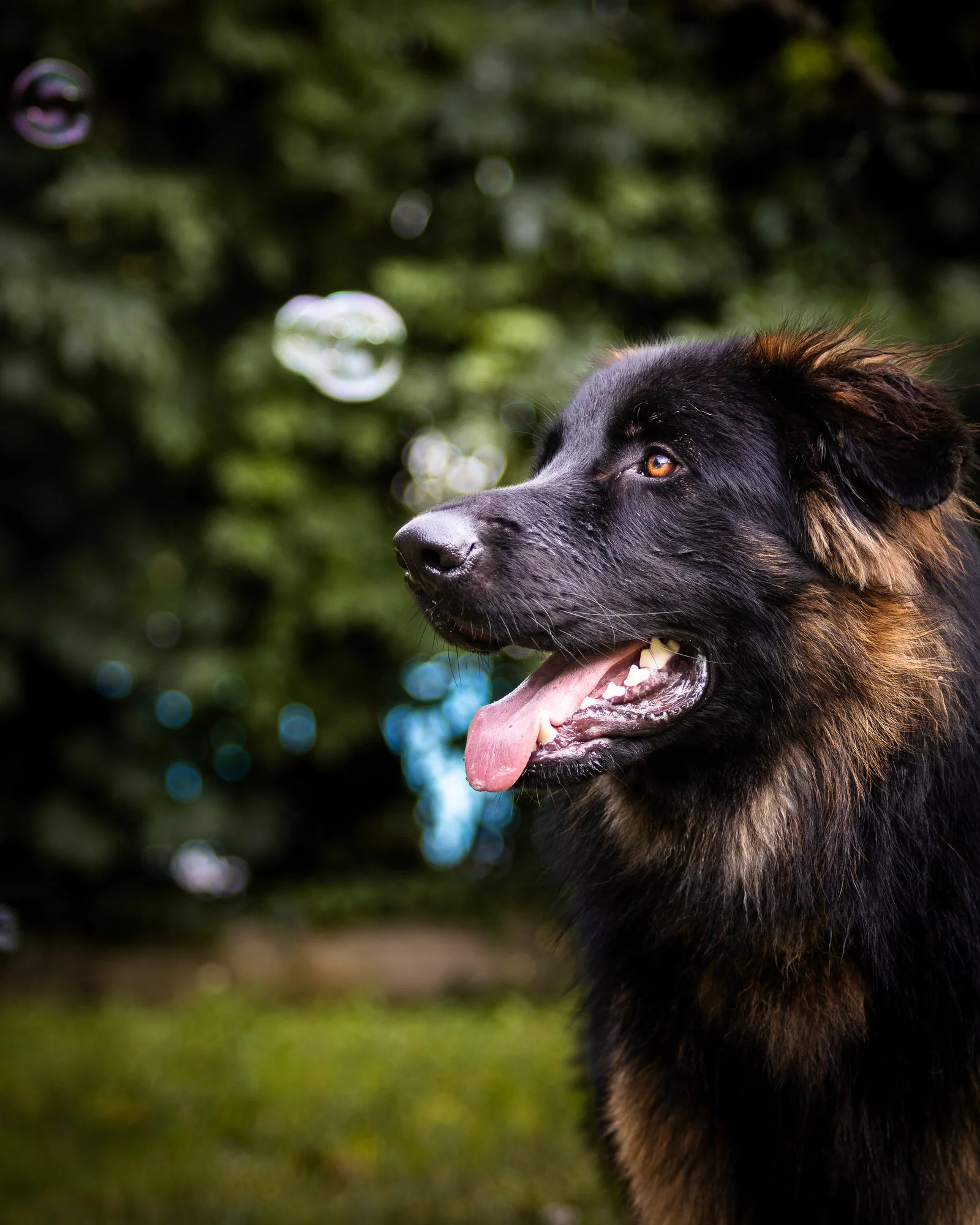 Berger allemand et bulle de savon — Strioscopie