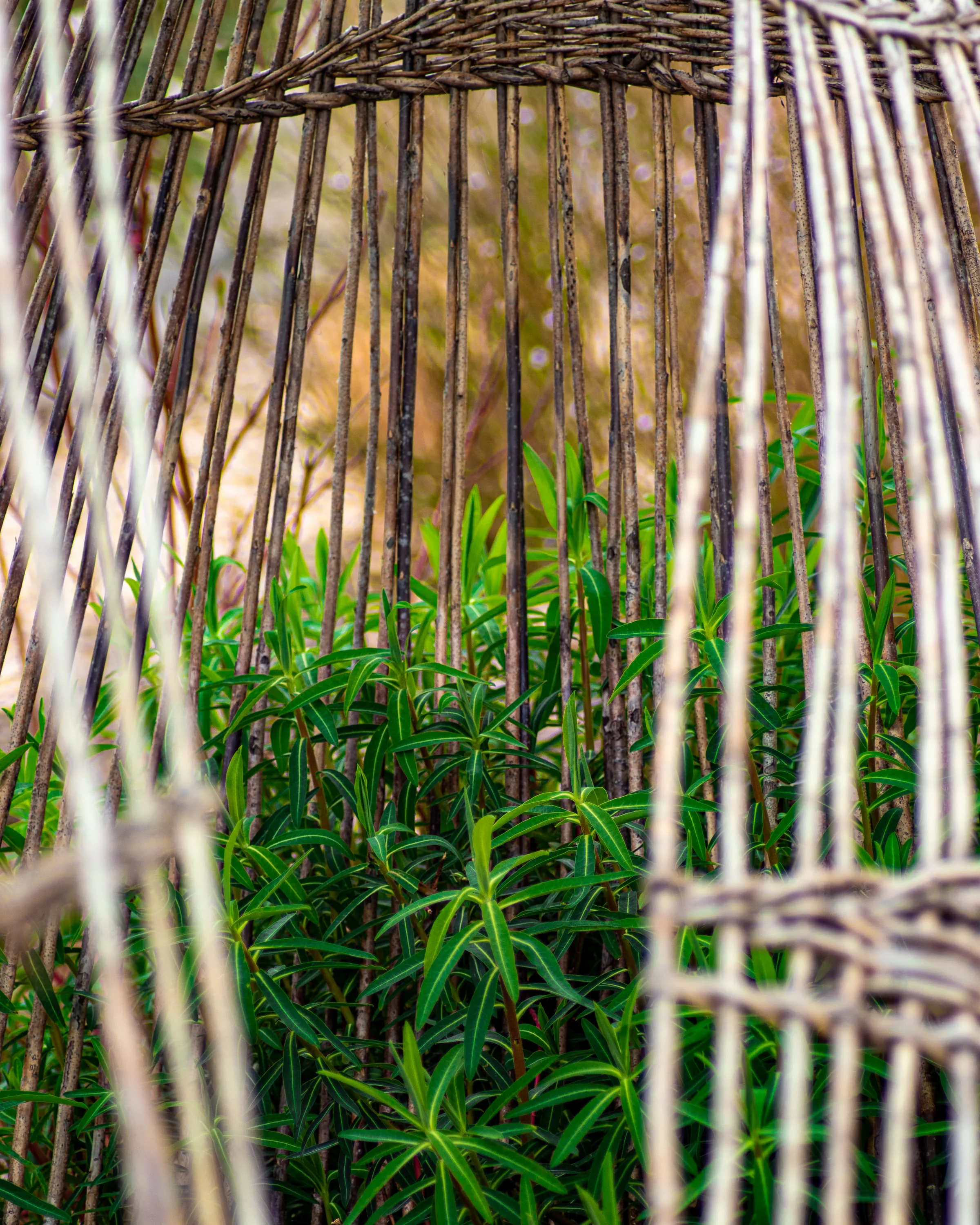 Portrait canin en extérieur Aix-en-Provence — photographe chien