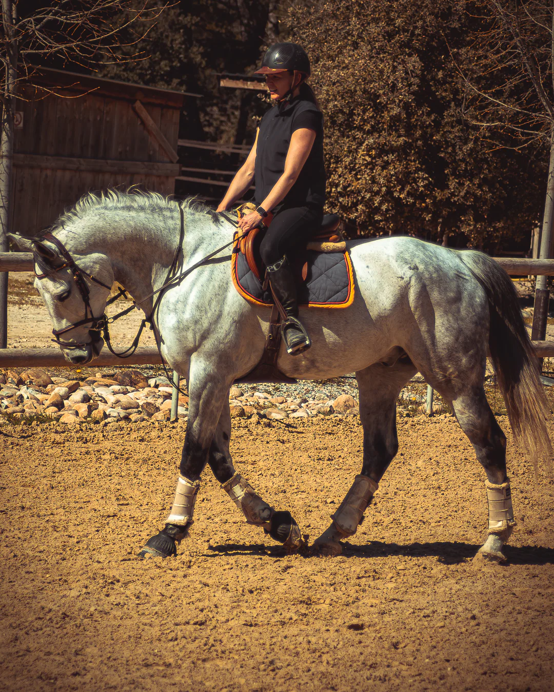 Cheval à l'écurie, moment de tendresse — Strioscopie