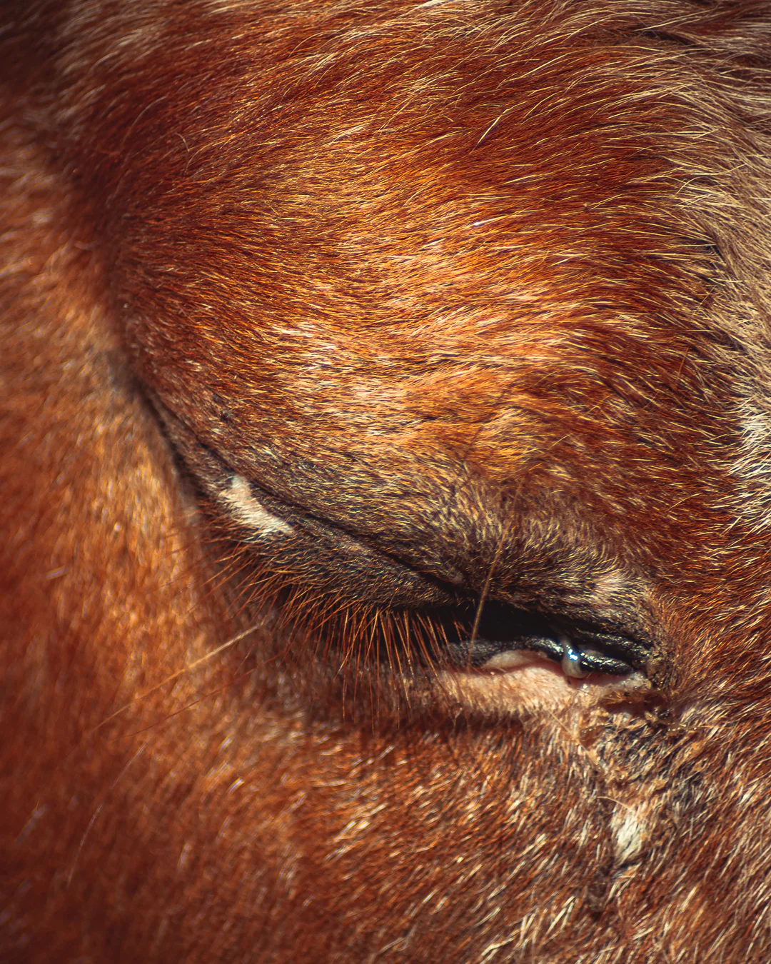Cheval portrait noble — photographe équestre Aix-en-Provence