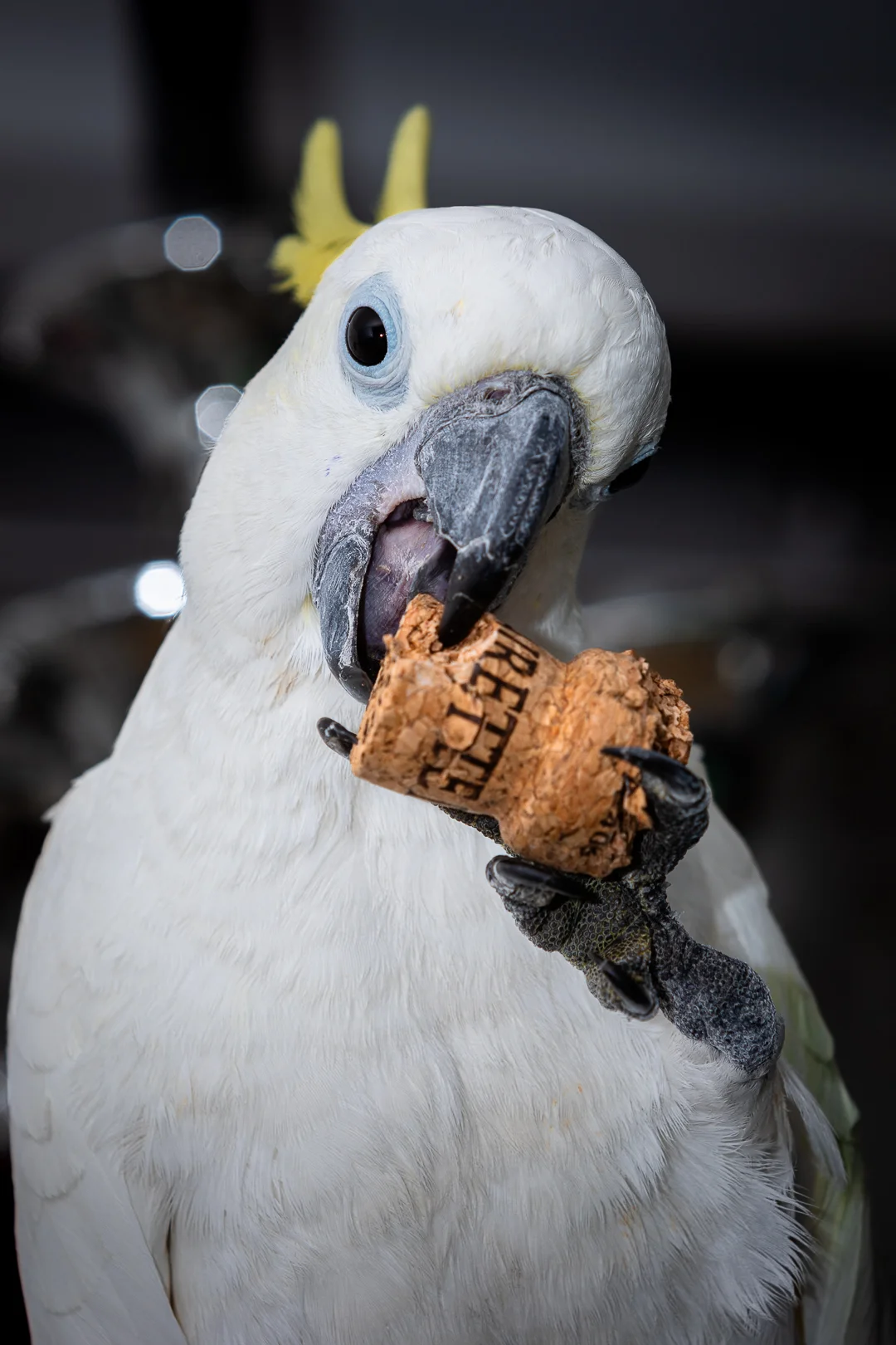 Bouchon, cacatoès portrait — photographe oiseaux Pertuis