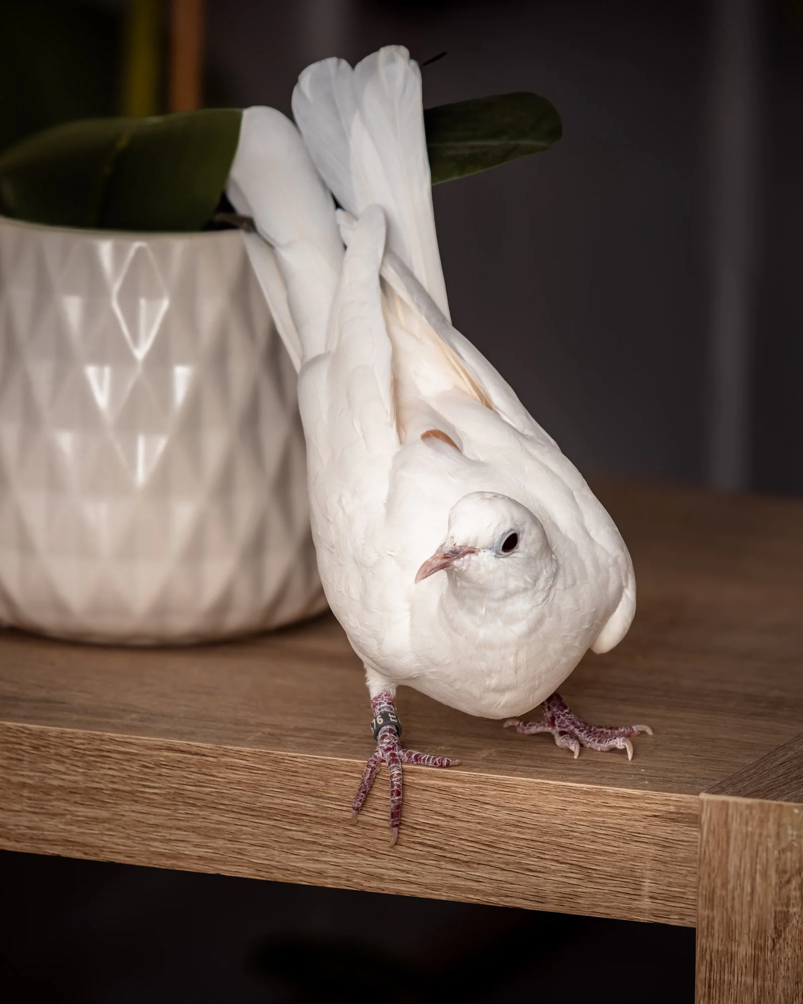 Colombe blanche portrait — photographe oiseaux Pertuis