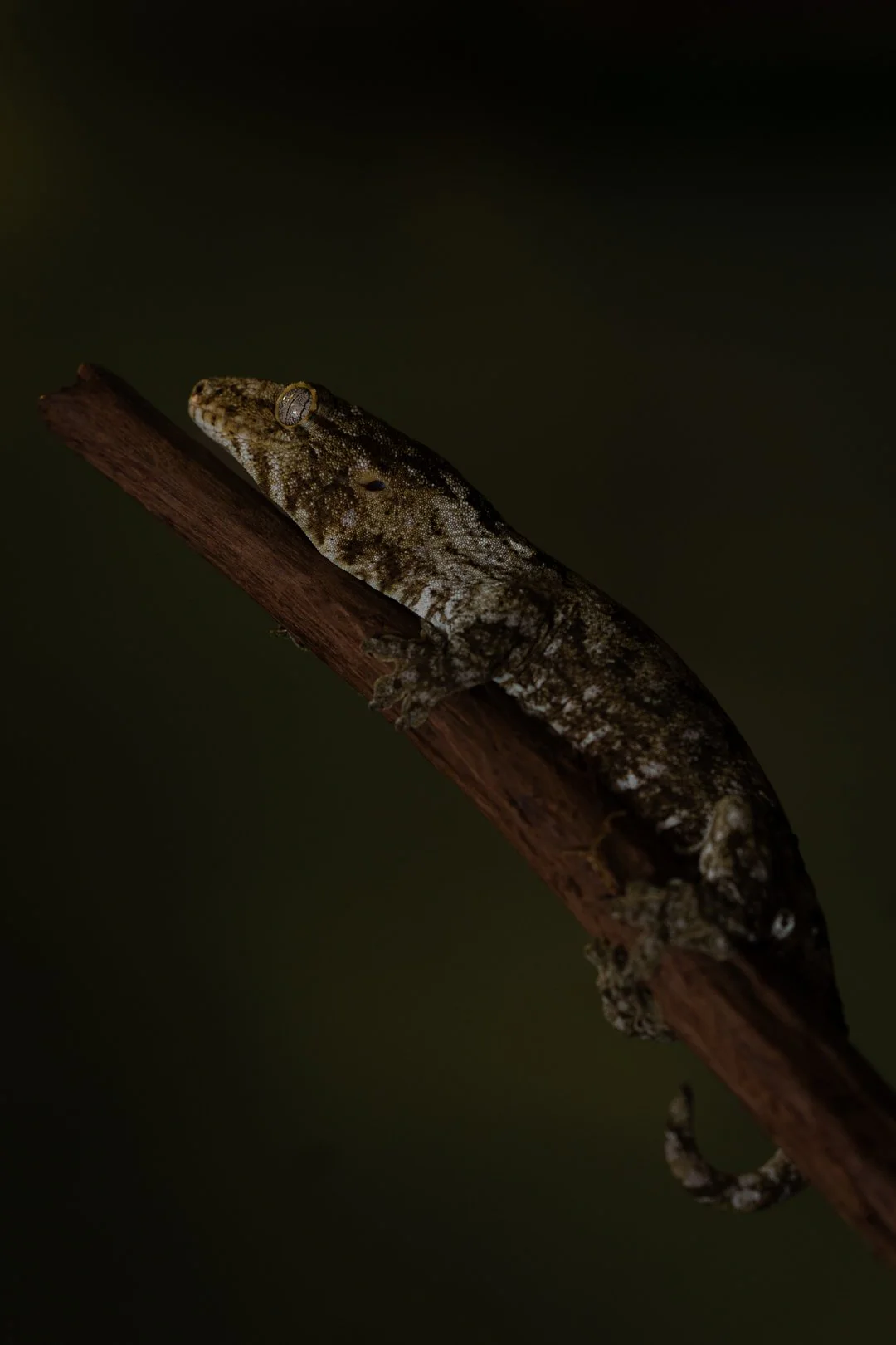 Gecko portrait — photographe reptiles PACA