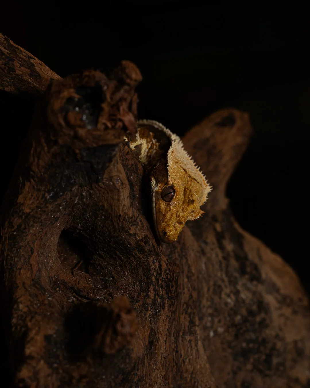 Gecko léopard en gros plan — Strioscopie photographe animalier