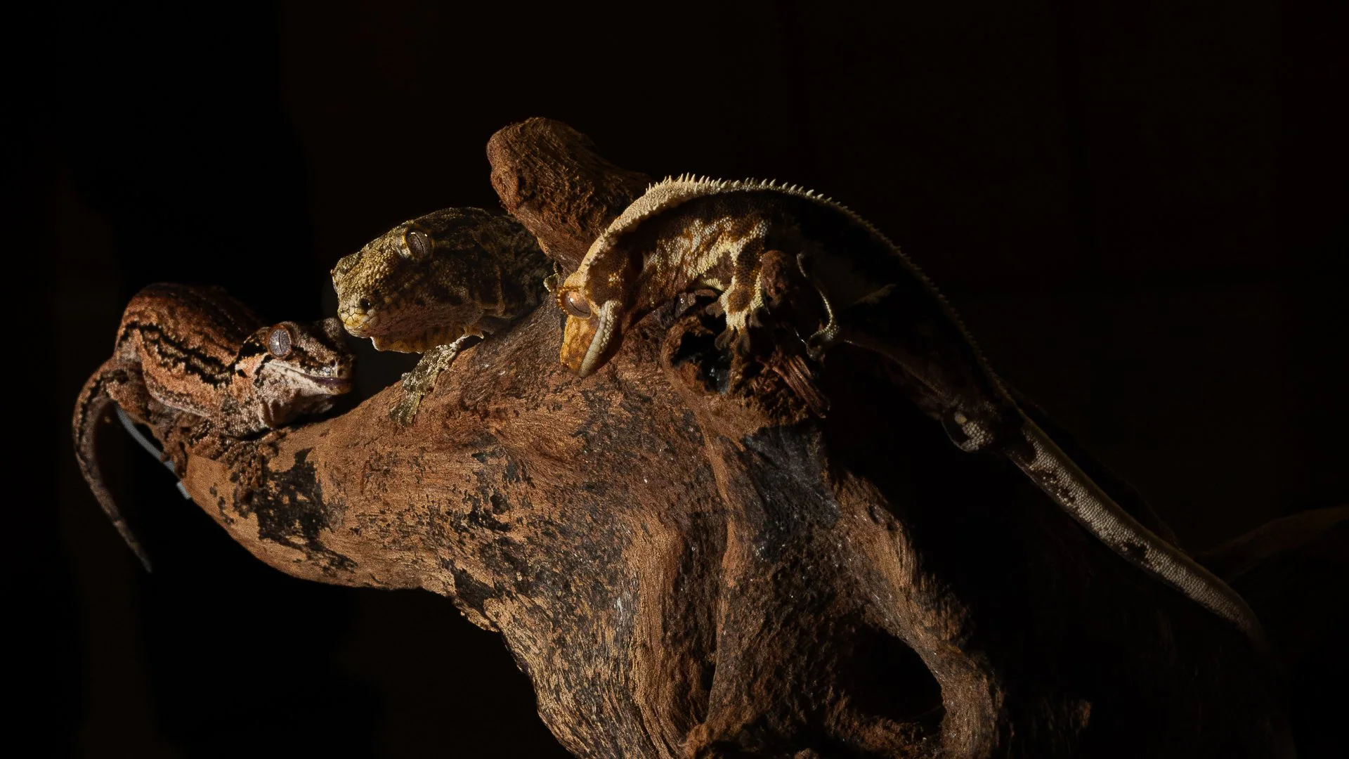 Gecko léopard portrait — photographe NAC Aix-en-Provence