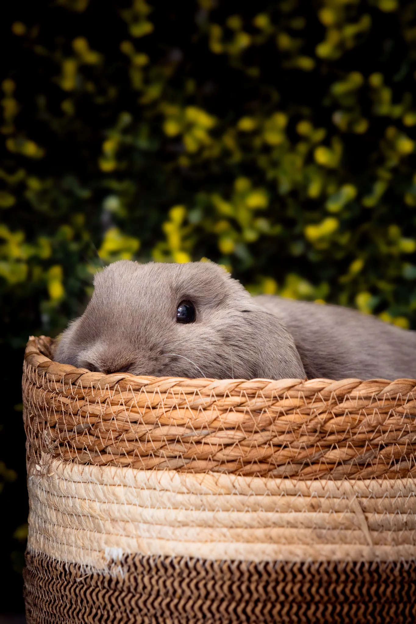 Photographe NAC — Strioscopie photographe animalier Aix-en-Provence