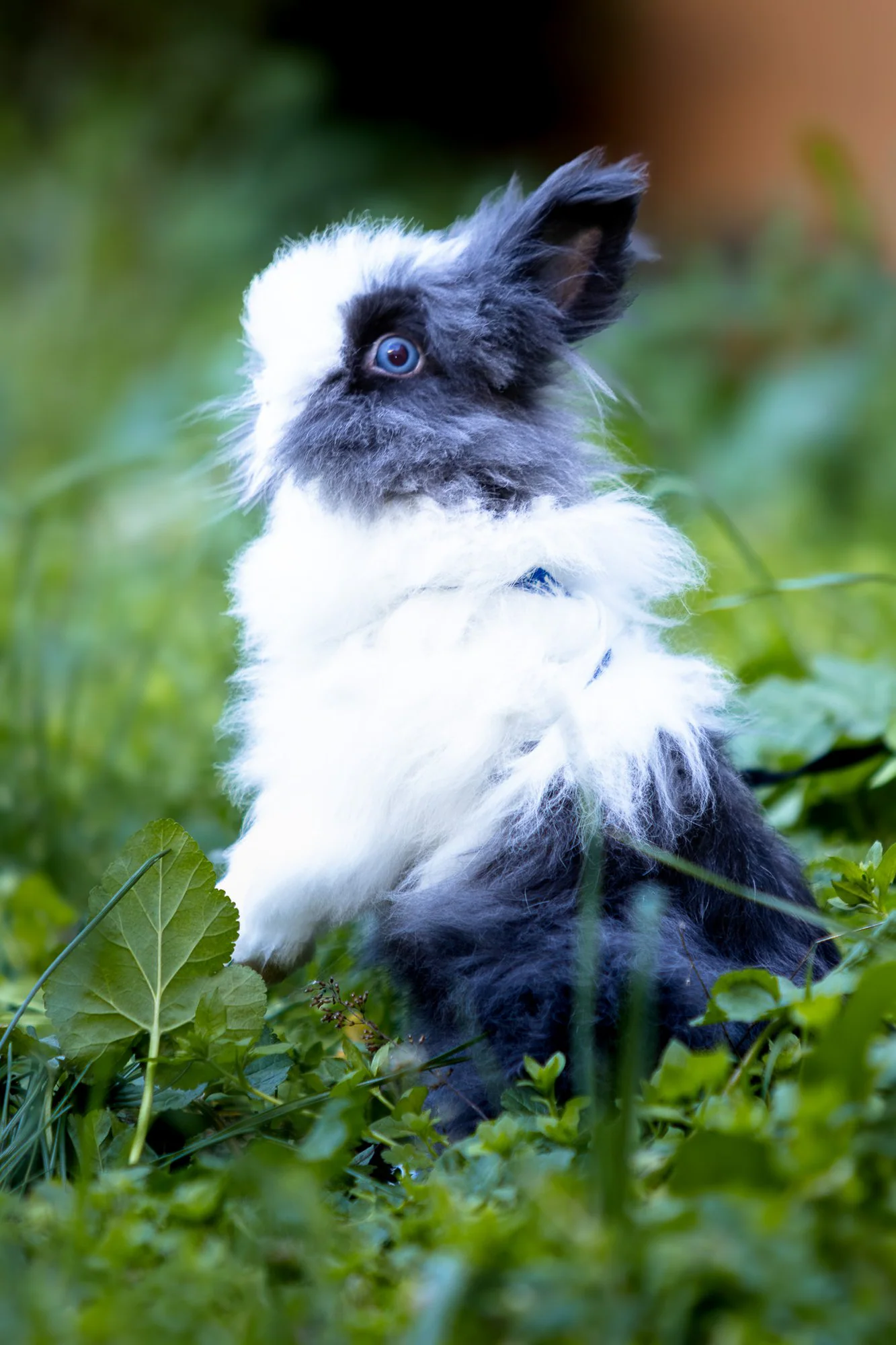 Lapin portrait en lumière naturelle — Strioscopie Pertuis